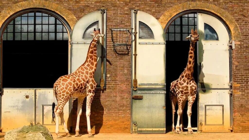 Popular attractions in London England, London Zoo