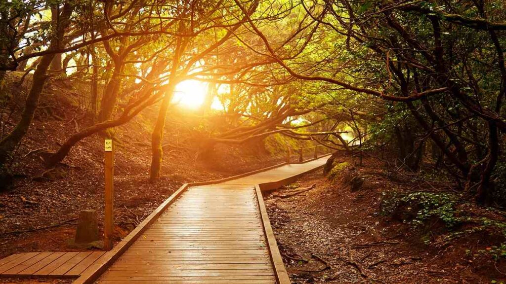 Places of interest in Tenerife, Anaga forest