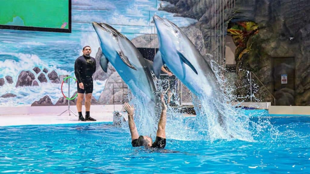 Places worth visiting in Dubai, Dubai Dolphinarium