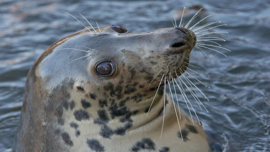 Scilly Islands Cornwall, Grey seal