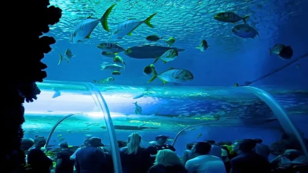 Denmark tourist sites, National Aquarium Denmark