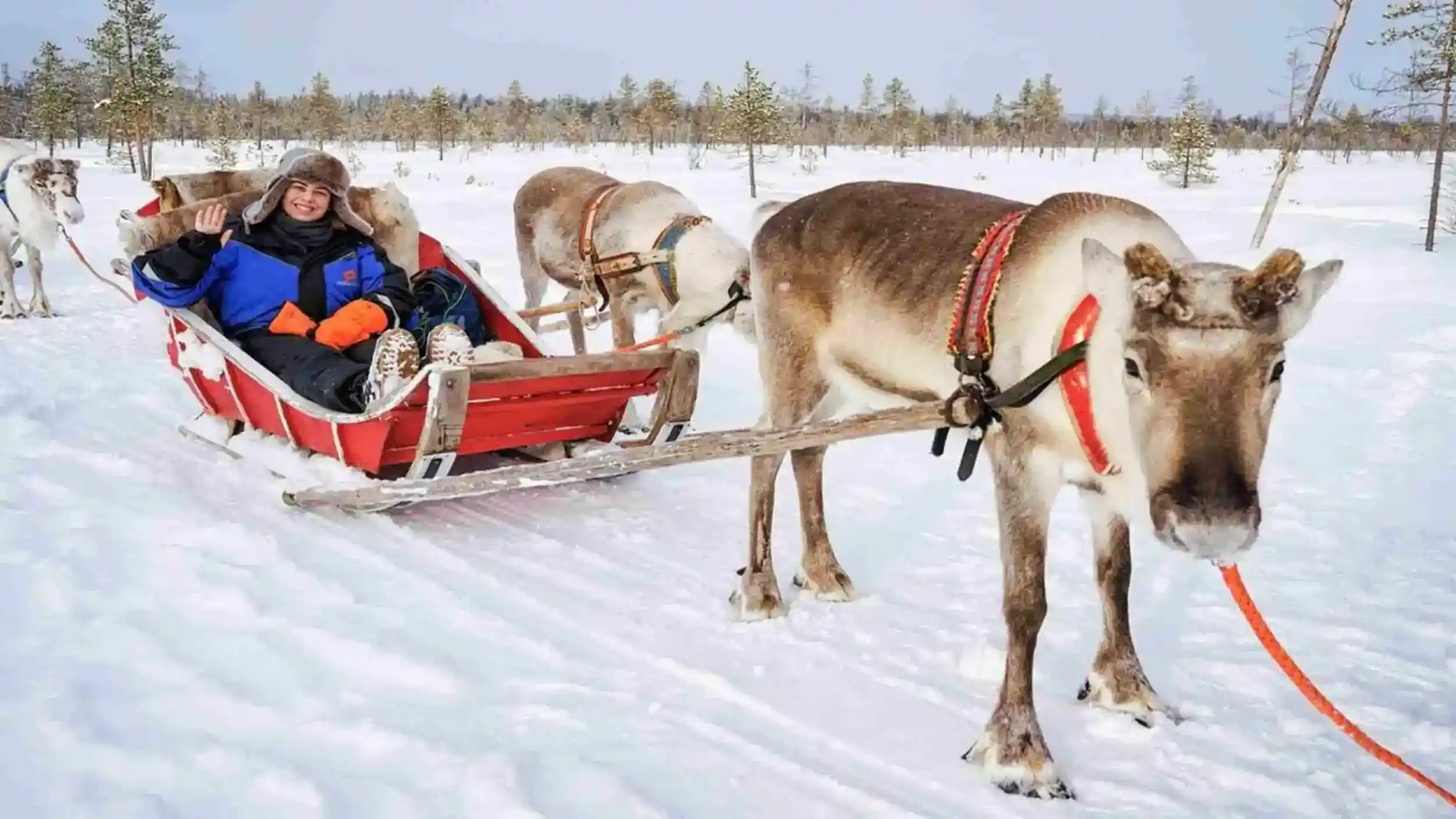Finnish Lapland Christmas, reindeer sled