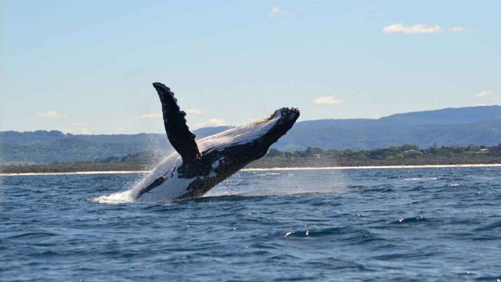 Whale watching Madeira Funchal, breaching