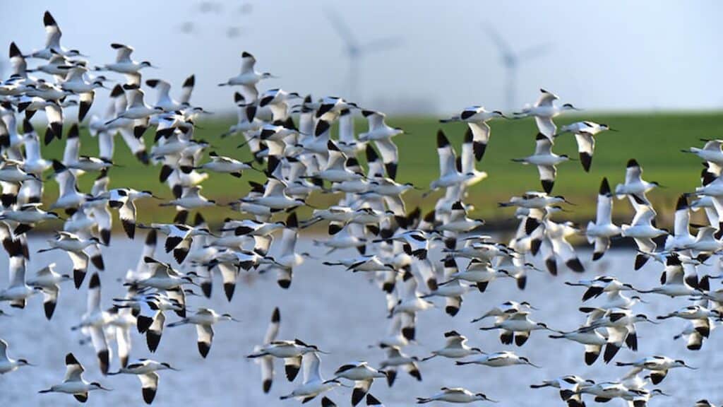 Denmark tourist spots, Wadden Sea birds