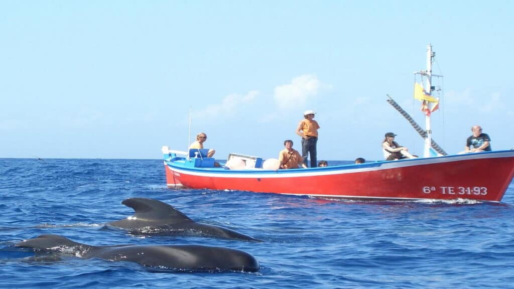Places of interest in Tenerife, Whale Watching La Gomera