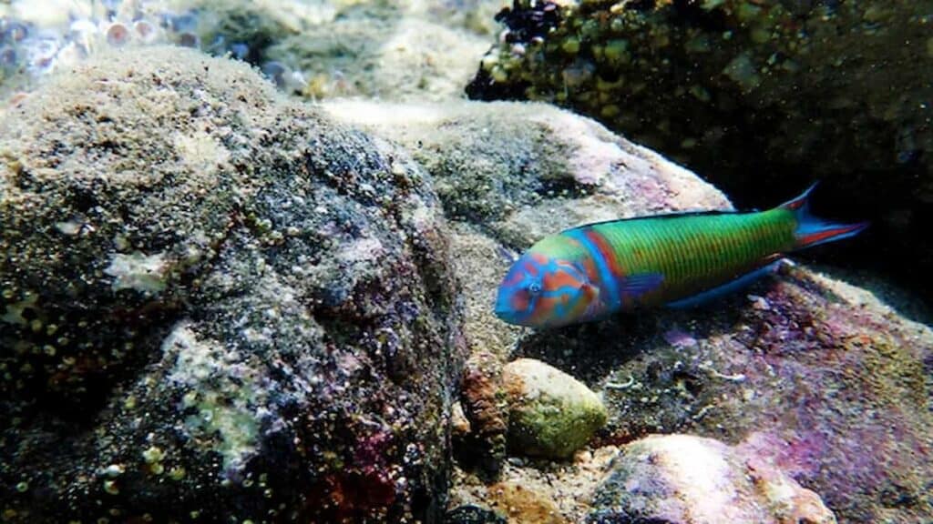 Snorkeling in Crete Greece, Wrasse Fish