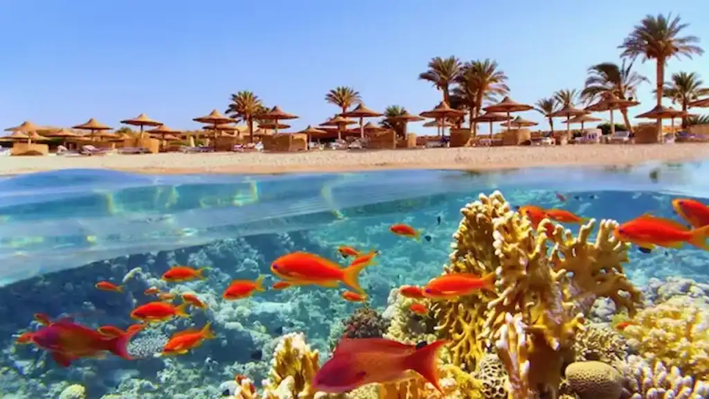 Alexandria or Hurghada attractions, coral reef