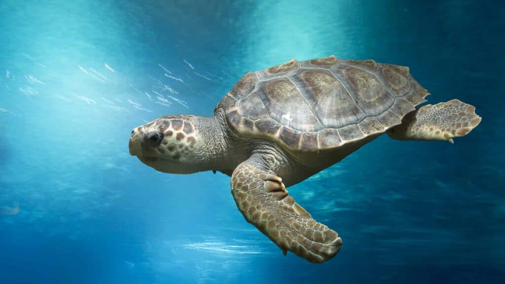 Snorkeling in Crete Greece, turtle