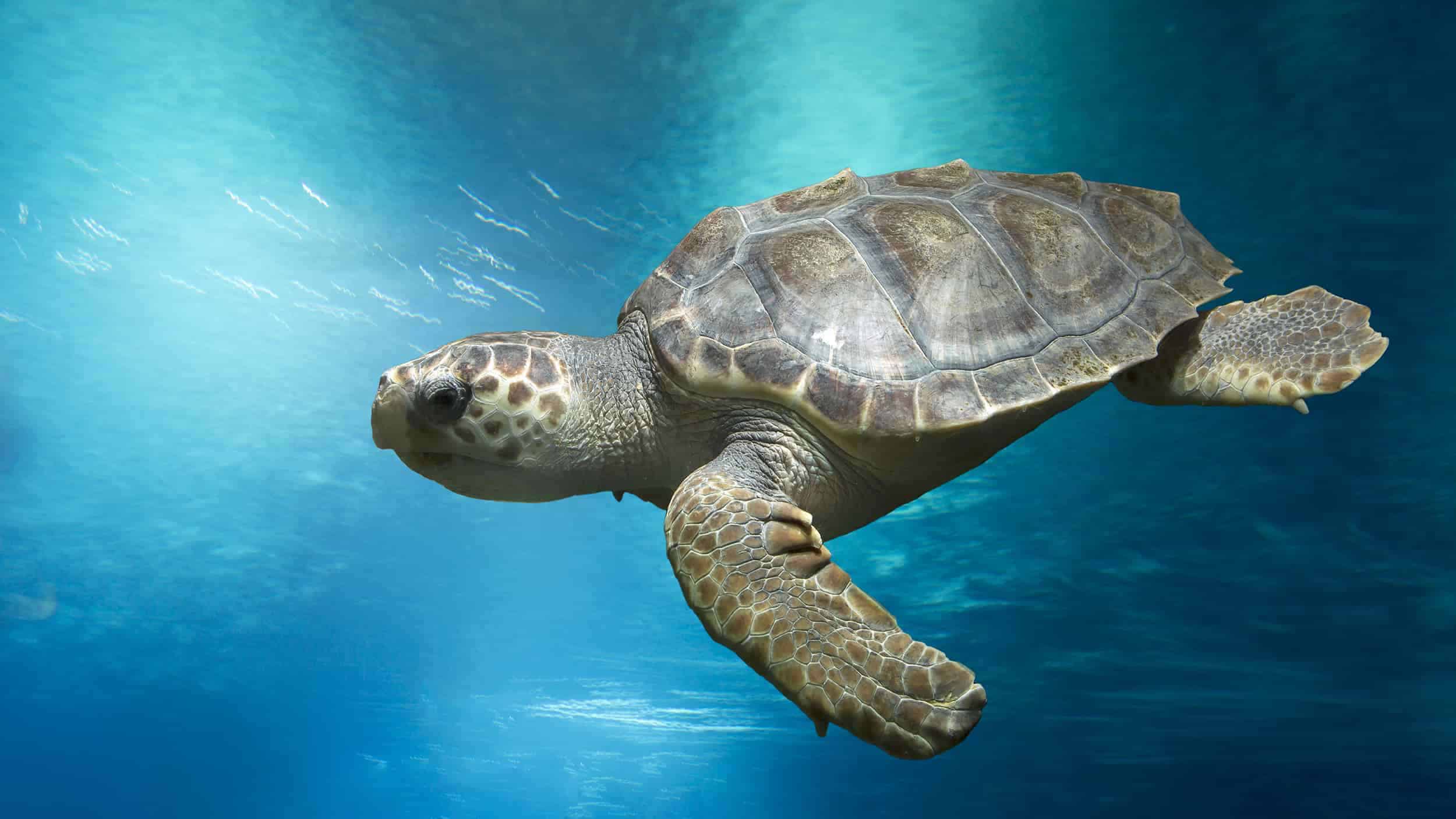 Snorkeling in Crete Greece, turtle