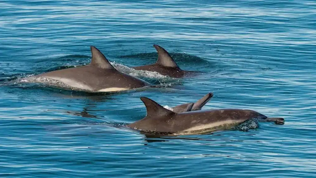 Whale watching in Madeira Funchal, dolphins swimming
