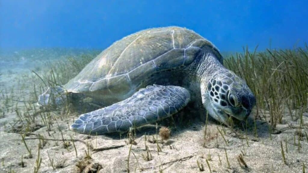 Snorkeling in Crete Greece, Green Sea Turtle