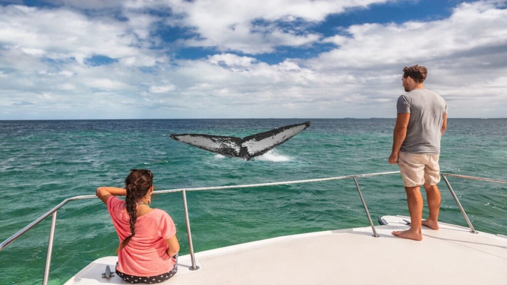 Madeira island attractions, Couple on a boat tour to see whales.