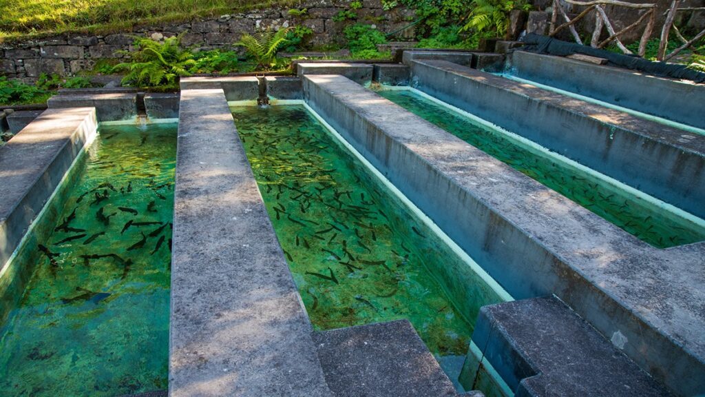 Madeira island attractions, Ribeiro trout nursery
