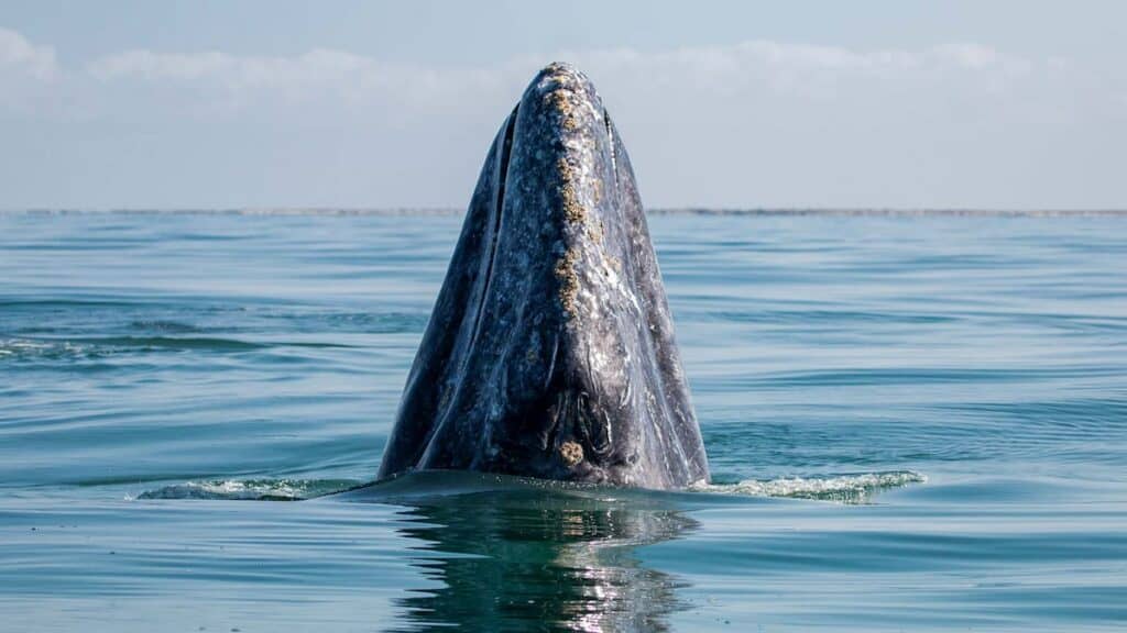 Mendocino California attractions, Grey whale