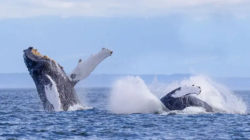 West coast California road trip, whale watching Monterey bay