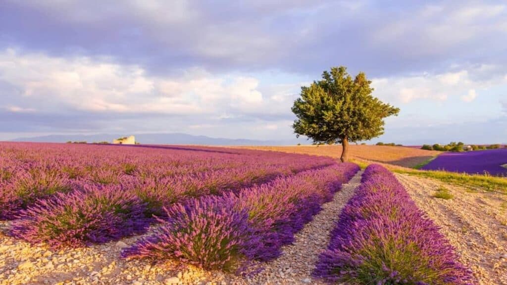 Best towns in Provence France, Lavender Fields