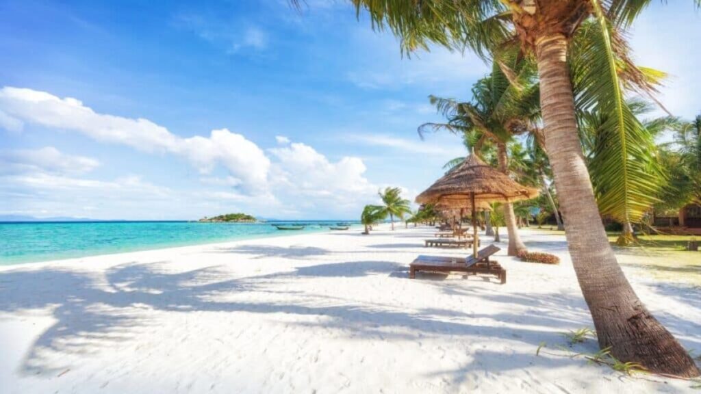 Koh Lipe Satun Thailand, Palm Tree