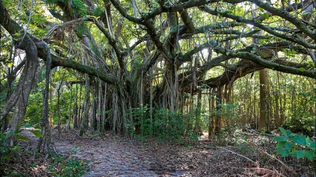 Fun Attractions in Fort Lauderdale, Hugh Taylor Birch State Park