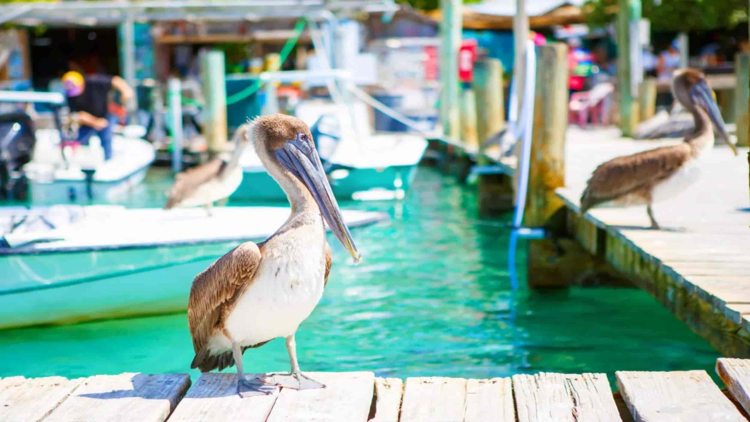 Stuff to do in Florida Keys, Islamorada