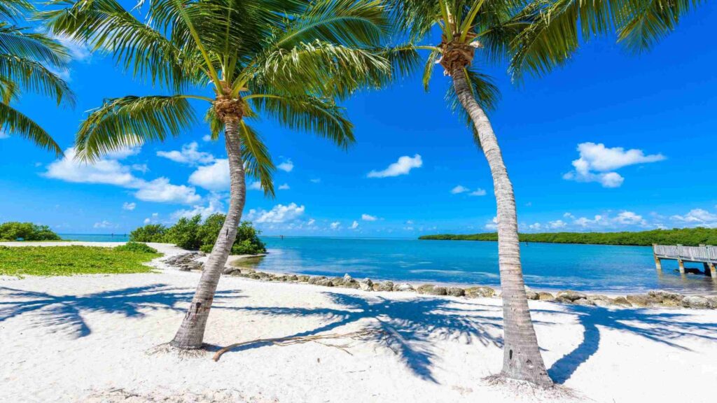 Stuff to do in Florida Keys, Palm trees