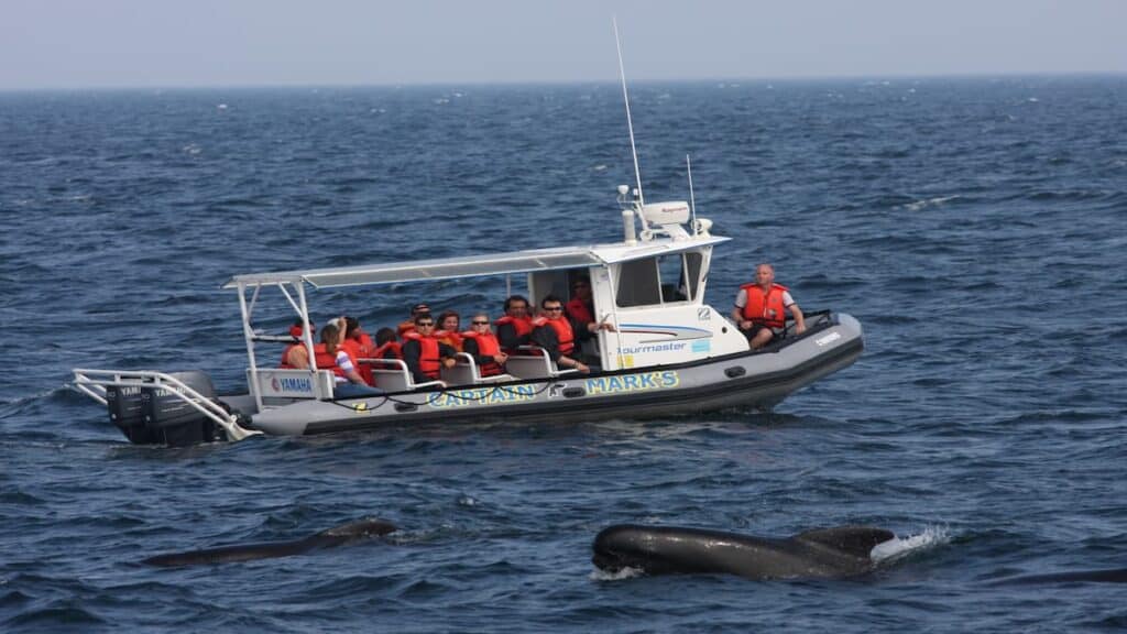 Tourist attractions in Atlantic Canada, Captain Mark's Whale Watching Cape Breton