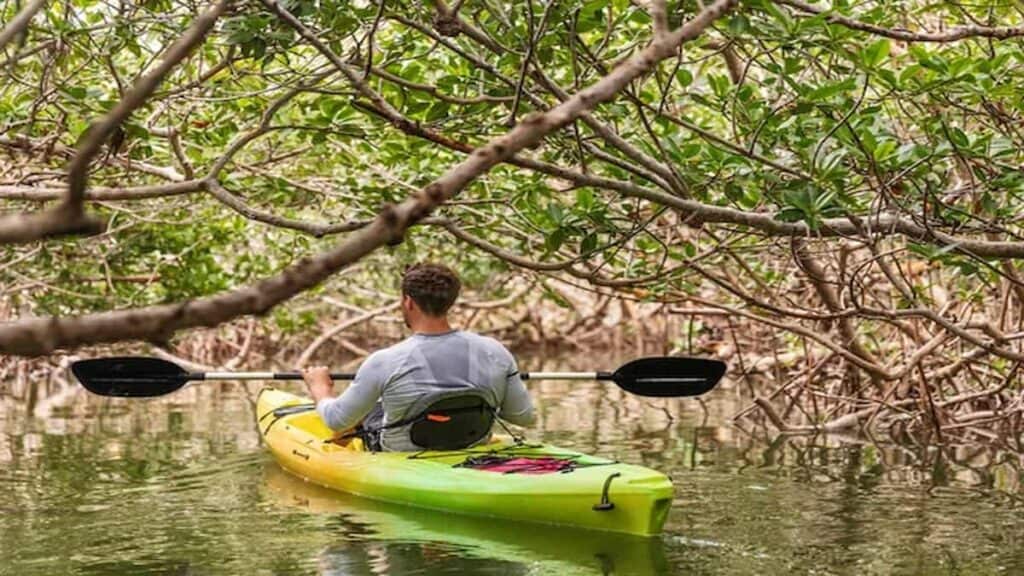 Stuff to do in Florida Keys, mangrove kayaking