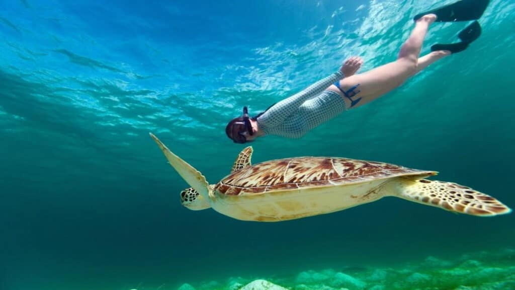 Stuff to do in Florida Keys, swimming with Loggerhead