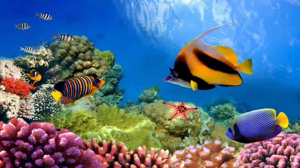 Coolest tropical places to visit, Great Barrier Reef