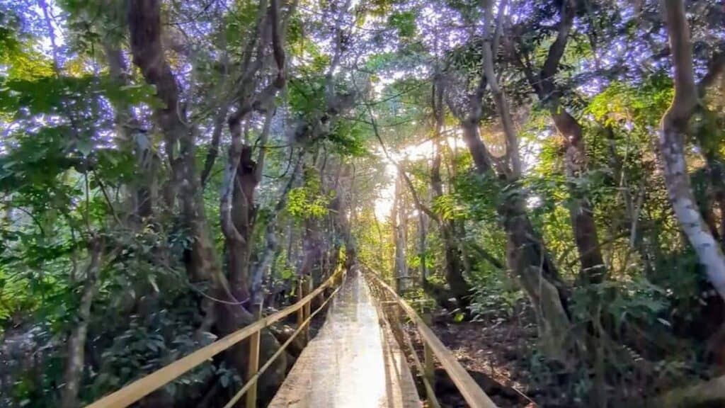 Puerto Rico resorts Dorado Beach, Pterocarpus Forest