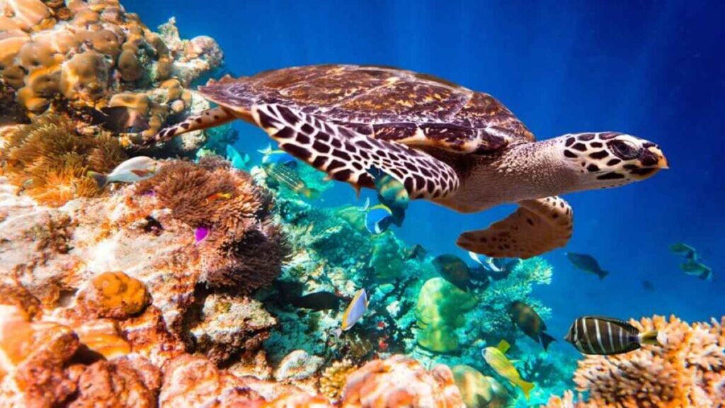 Maldives Vacation Cost, Honeymoons