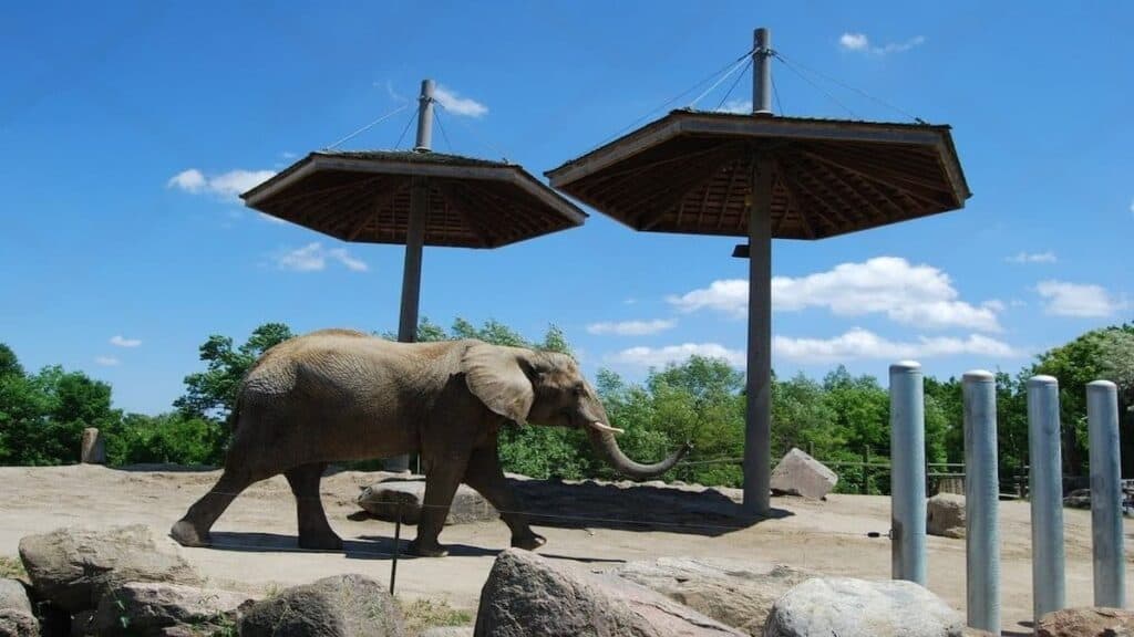Sightseeing places in Toronto, Toronto Zoo