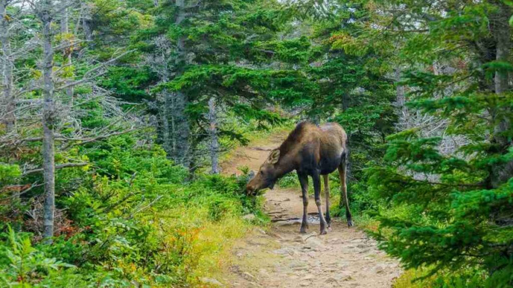 Great-places-in-Canada-to-visit-Highlands-National-Park