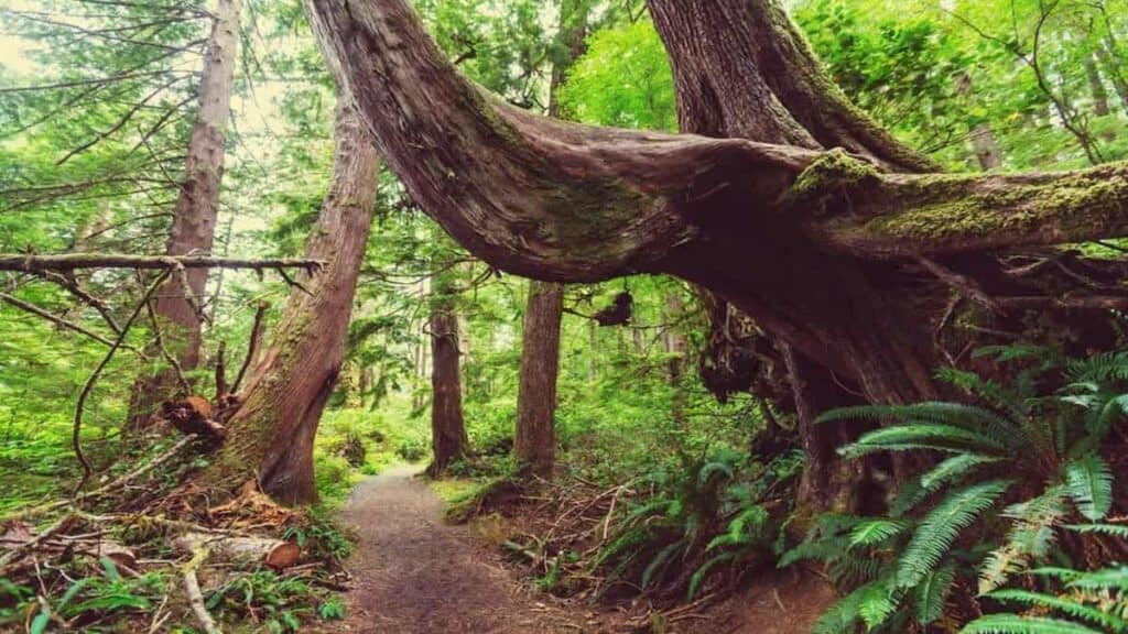Cool places to visit in Canada, Rainforest Vancouver