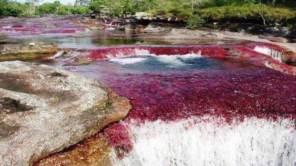 Fun Facts About Colombia, Caรฑo Cristales Colombia