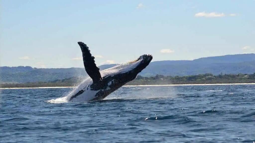 Dominican Republic landmarks, Humpback whale