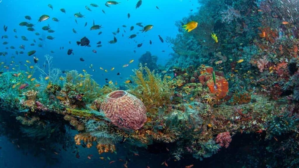 Honduras tourism and attractions, Mesoamerican Barrier Reef