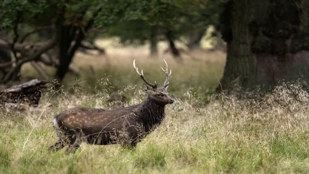 Living in London, Richmond Park deer