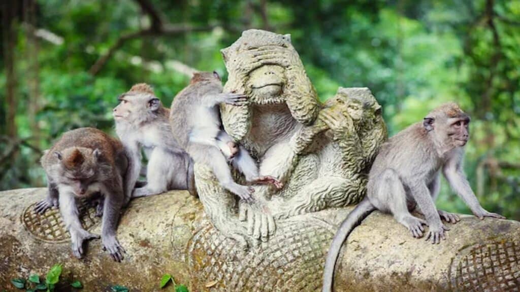 Must see places in Bali Indonesia, Ubud Monkey Forest