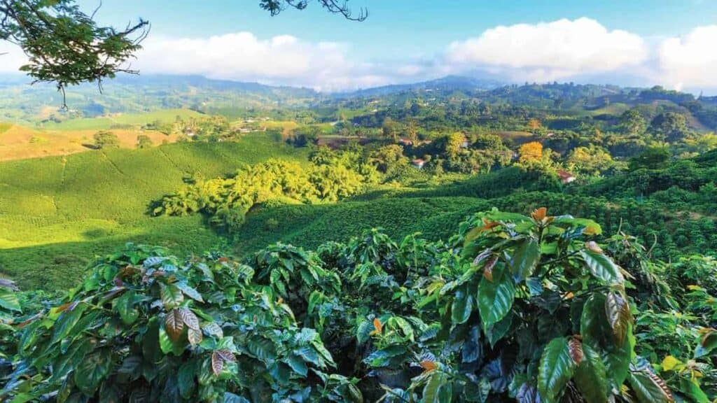 Cities in Nicaragua, coffee plantation