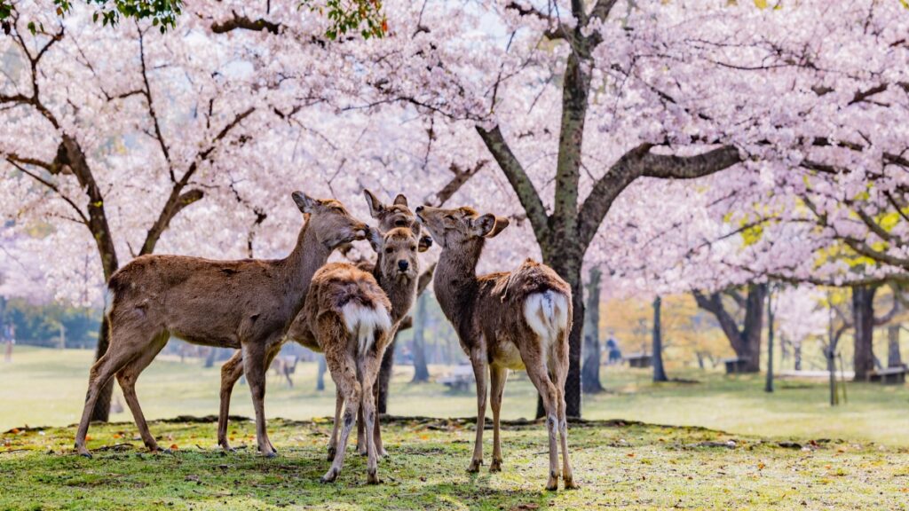 Coolest Cities in Japan, Nara