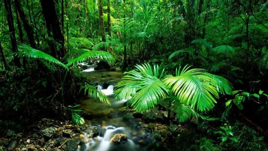 Major landmarks in Australia, Daintree rainforest