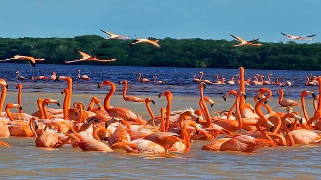 Yucatan Peninsula Merida, Flamingos at Celestún