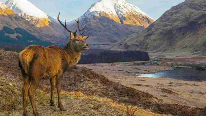 Highlands Scotland road trip, Stag