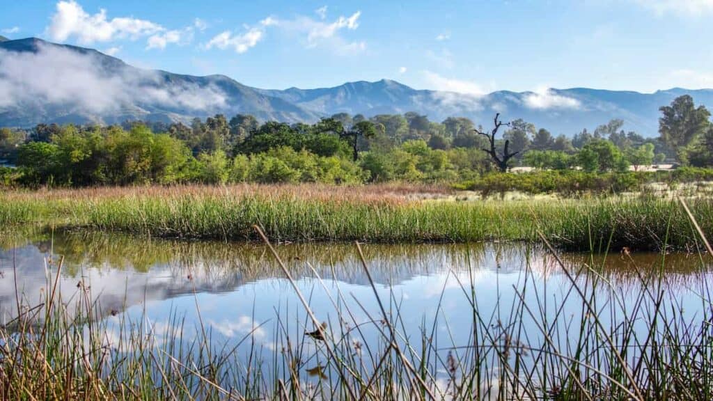 Ojai Southern California, wild flower valley