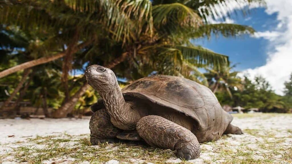 Praslin Island Seychelles, Seychelles land tortoise