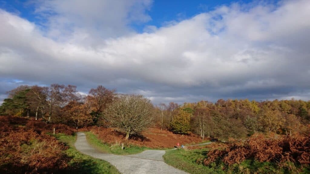Old Man of Coniston, Tarn Hows Path.