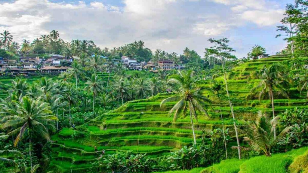 Must-see places in Bali Indonesia, Ubud