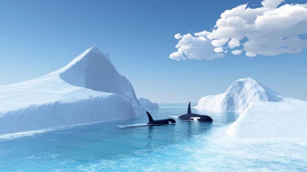 Best whale watching locations, Antarctic