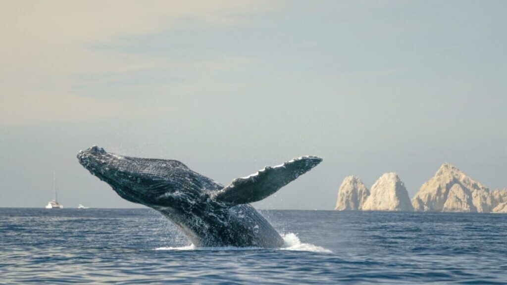 Best whale watching locations, Baja