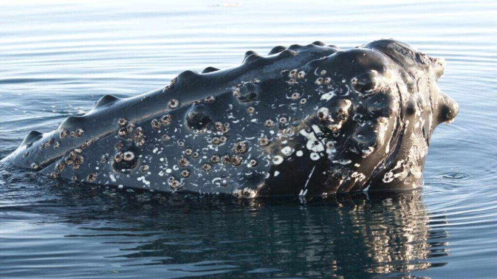Best whale watching locations, Humpback